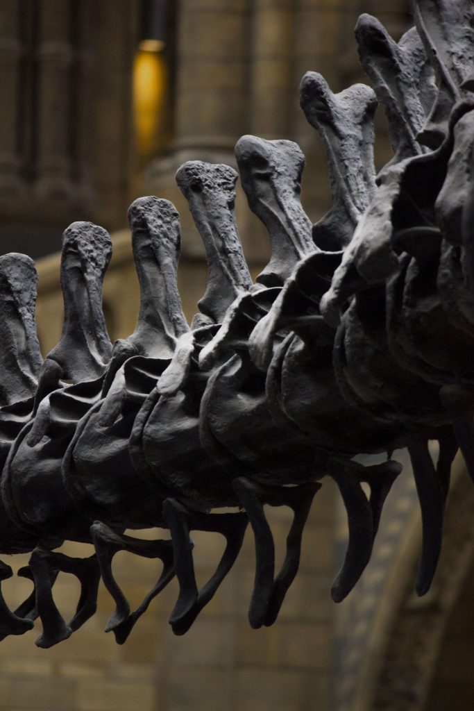 Dinosaur Gallery